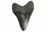 Fossil Megalodon Tooth - South Carolina #297426-2